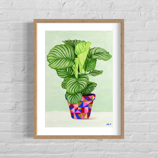 Calathea
