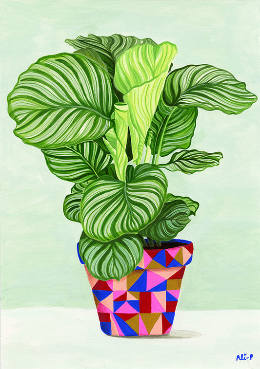 Calathea